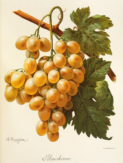Uva Amokrane de A. Kreyder de Alexis Kreyder