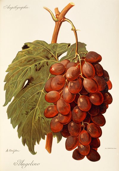 Uva Angelino de A Kreyder de Alexis Kreyder
