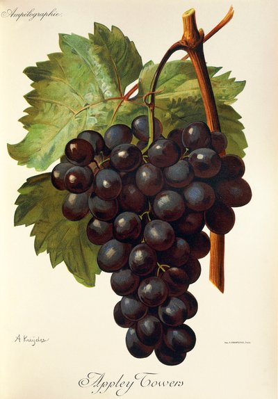 Uva Appley Towers. Ilustración de A. Kreyder, Pessione, de Traite General de Viticulture. Ampelographie de Alexis Kreyder