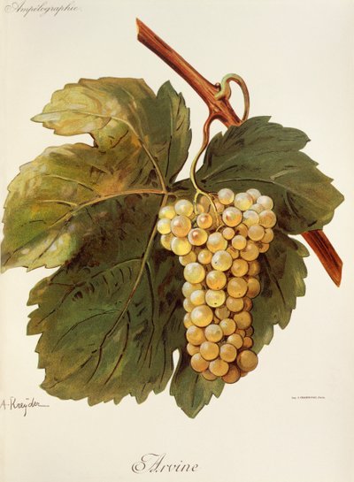 Uva Arvine de A. Kreyder de Alexis Kreyder