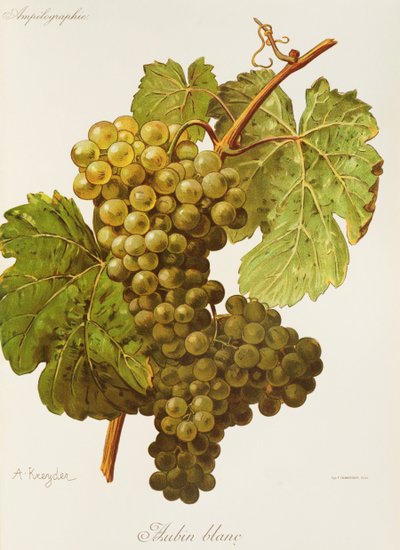 Uva Aubin Blanc de A. Kreyder de Alexis Kreyder