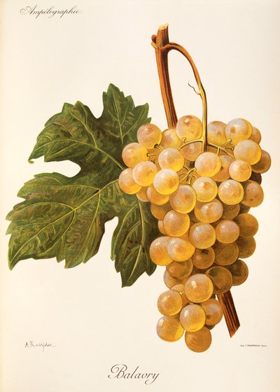 Uva Balavry por A. Kreyder de Alexis Kreyder