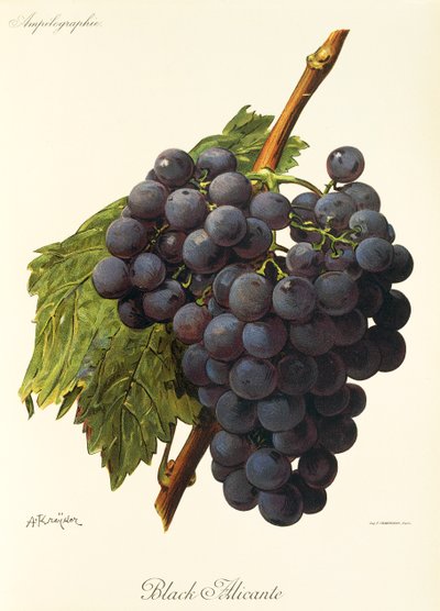 Uva negra de Alicante por A. Kreyder de Alexis Kreyder