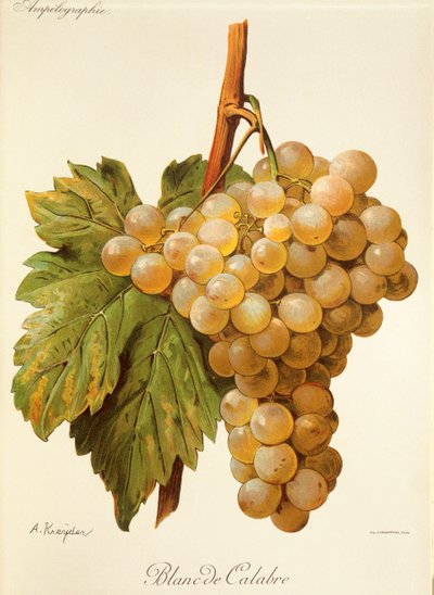 Uva blanca de Calabria por A. Kreyder de Alexis Kreyder
