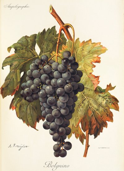 Uva Bolgnino por A. Kreyder de Alexis Kreyder