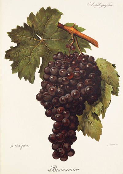 Uva Buonamico por A. Kreyder de Alexis Kreyder