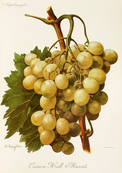 Uva moscatel de Cannon Hall por A. Kreyder de Alexis Kreyder