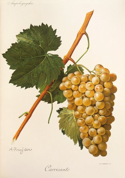 Uva Carricante por A Kreyder de Alexis Kreyder