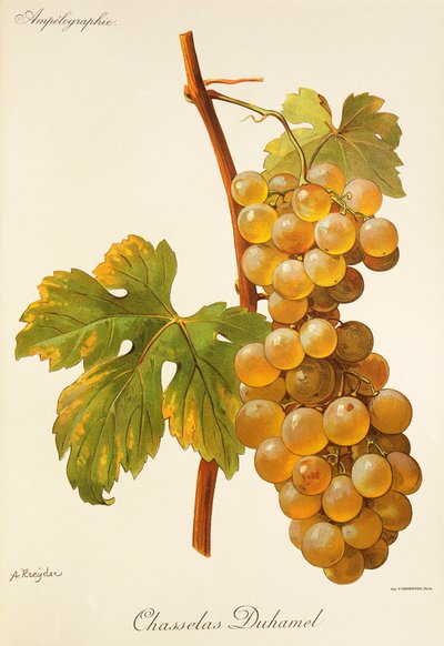 Uva Chasselas Duhamel de A. Kreyder de Alexis Kreyder