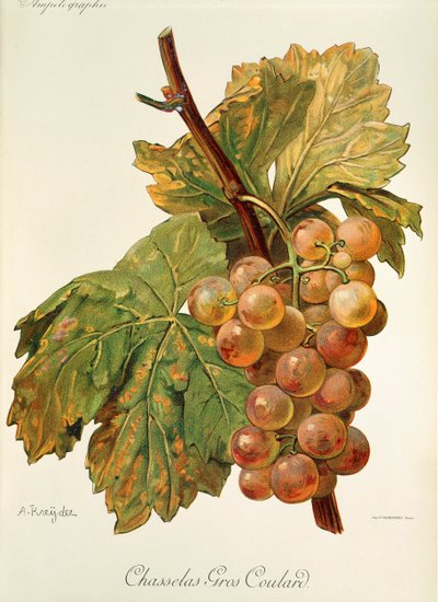 Uva Chasselas Gros Coulard de A. Kreyder de Alexis Kreyder