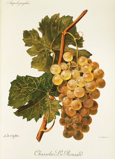 Uva Chasselas Le Ronsard de A. Kreyder de Alexis Kreyder