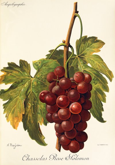 Chasselas Rose Salomon uva de A. Kreyder de Alexis Kreyder