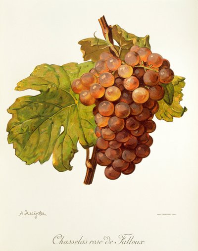 Chasselas Rose de Falloux uva de A. Kreyder de Alexis Kreyder