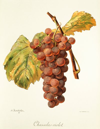 Chasselas Violeta uva de A. Kreyder de Alexis Kreyder