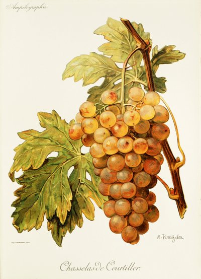 Chasselas de Courtiller uva de A. Kreyder de Alexis Kreyder