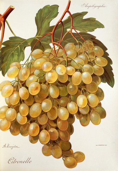 Uva de citronela por A. Kreyder de Alexis Kreyder