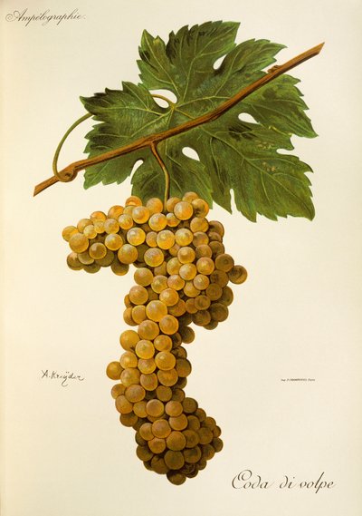 Coda di Volpe uva de A. Kreyder de Alexis Kreyder