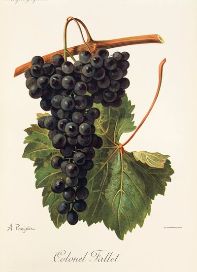 Coronel Fallet uva de A. Kreyder de Alexis Kreyder