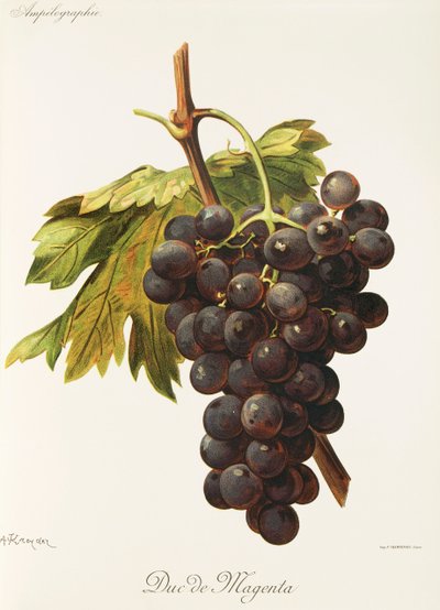 Uva Duc de Magenta por A. Kreyder de Alexis Kreyder