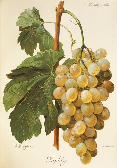 Uva Faphly por A. Kreyder de Alexis Kreyder