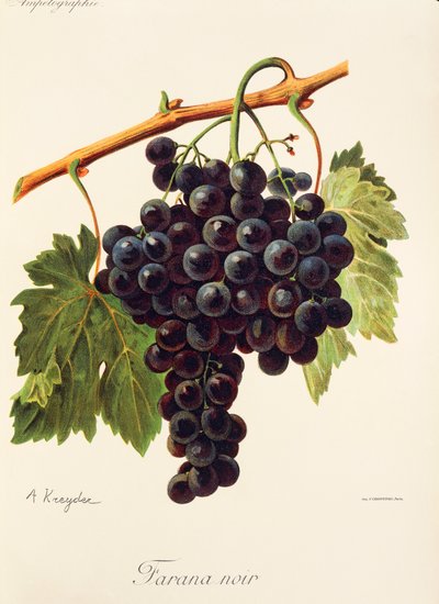 Uva Farana Noir por A. Kreyder de Alexis Kreyder