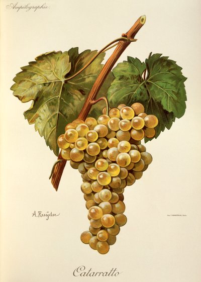 Uva Fiano por A. Kreyder de Alexis Kreyder