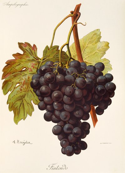 Uva Fintendo por A. Kreyder de Alexis Kreyder