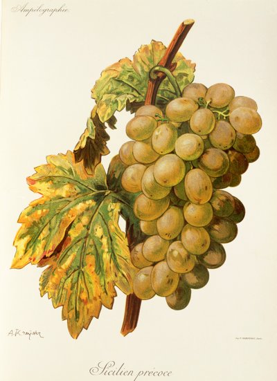 Uva Frankenthal por A. Kreyder de Alexis Kreyder