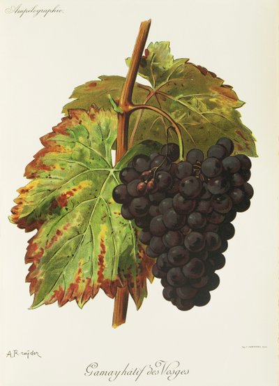 Uva Gamay Hatif des Vosges por A. Kreyder de Alexis Kreyder