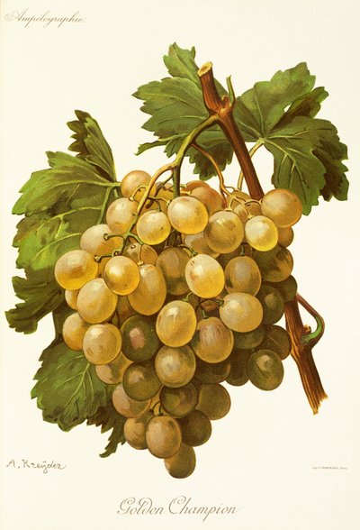 Uva Golden Champion por A. Kreyder de Alexis Kreyder