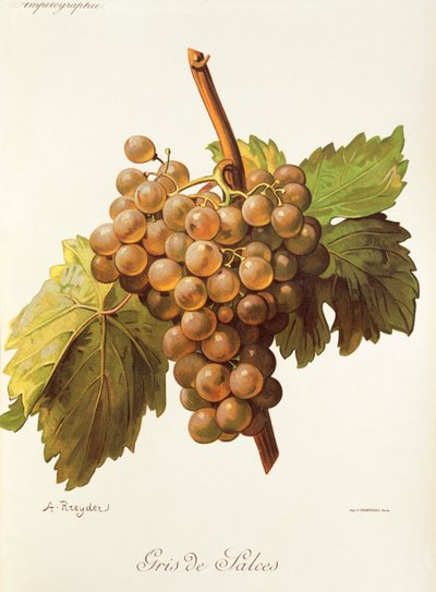Uva Gris de Salces de A. Kreyder de Alexis Kreyder