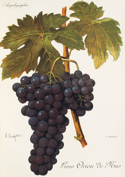 Uva Gros Oriou de Mus de A. Kreyder de Alexis Kreyder