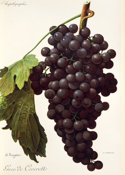 Uva Gros de Coveretto de A. Kreyder de Alexis Kreyder