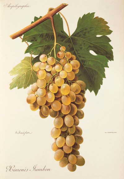 Uva Himenes Jumbon de A. Kreyder de Alexis Kreyder