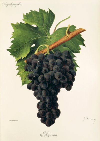 Uva Inzolia de A. Kreyder de Alexis Kreyder
