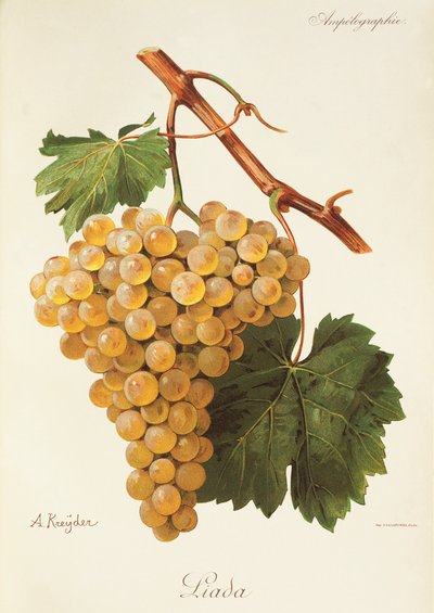 Uva Liada por A. Kreyder de Alexis Kreyder