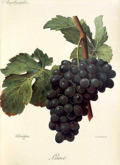 Uva de lino de A. Kreyder de Alexis Kreyder