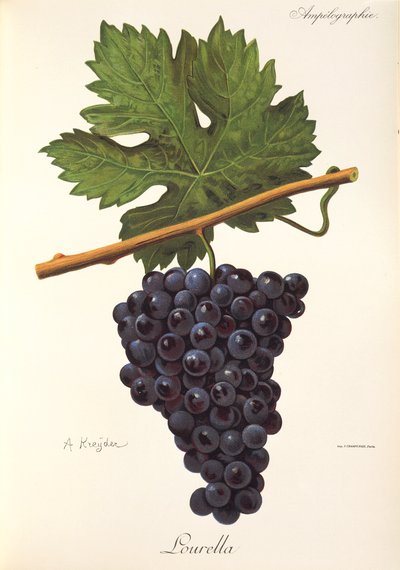 Uva Lourella por A. Kreyder de Alexis Kreyder