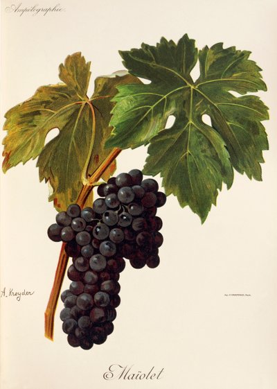 Uva Maiolet de A. Kreyder de Alexis Kreyder