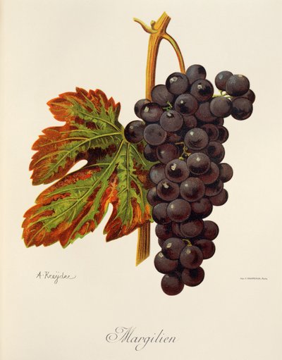 Uva margarita de A. Kreyder de Alexis Kreyder