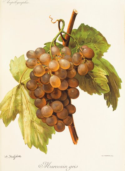Uva Marocain Gris de A. Kreyder de Alexis Kreyder
