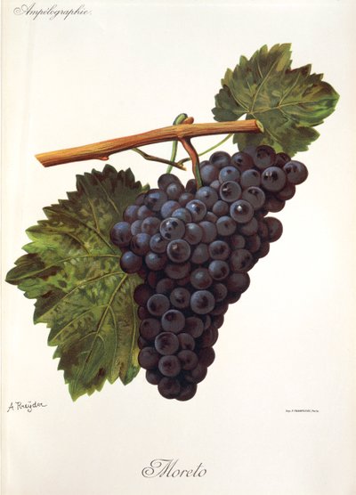 Uva Moreto de A. Kreyder de Alexis Kreyder