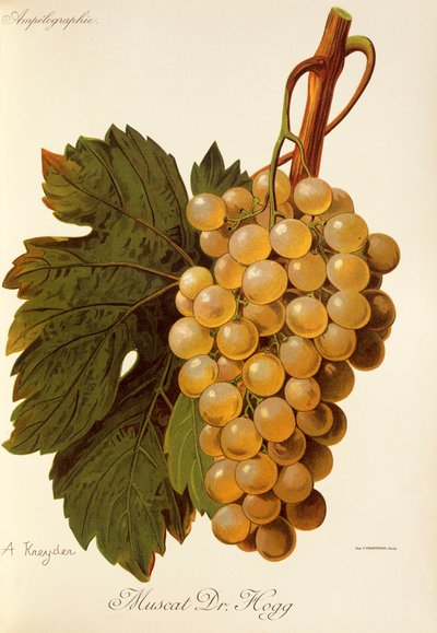 Uva Muscat Dr. Hogg de A. Kreyder de Alexis Kreyder