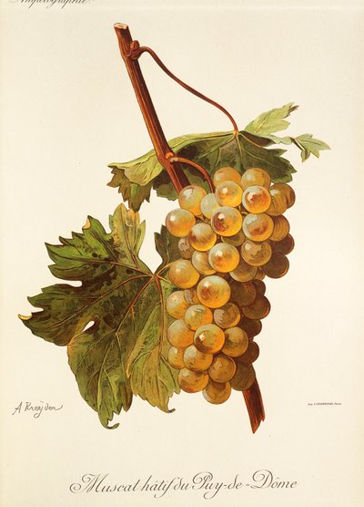 Uva Muscat Hatif du Puy-de-Dome por A. Kreyder de Alexis Kreyder