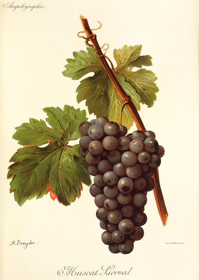 Uva moscatel Lierval por A. Kreyder de Alexis Kreyder