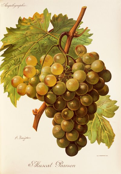 Uva Muscat Pearson de A. Kreyder de Alexis Kreyder