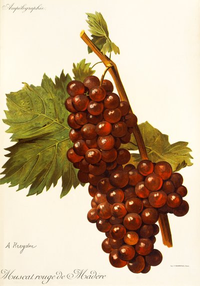 Uva Muscat Rouge de Madere por A. Kreyder de Alexis Kreyder