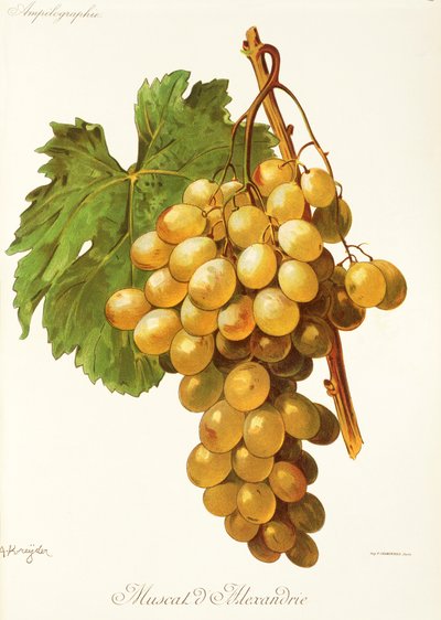 Uva Moscatel de Alejandría por A. Kreyder de Alexis Kreyder