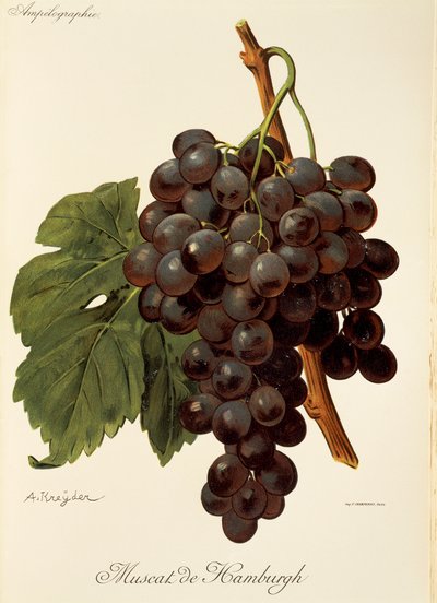 Uva Muscat de Hamburgh por A. Kreyder de Alexis Kreyder