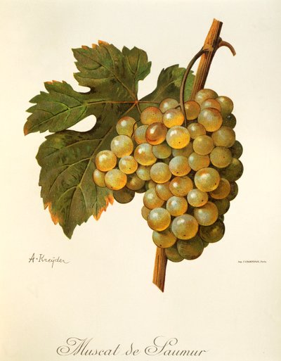 Uva Muscat de Saumur por A Kreyder de Alexis Kreyder